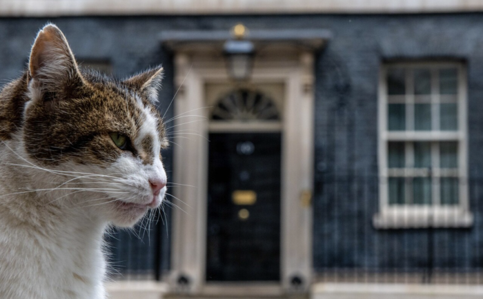 英国女生称“自己是猫”，同学质疑，竟被处罚？英国学校的道德困惑