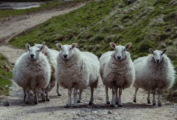 全球首例！英国发现绵羊感染H5N1禽流感