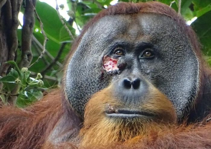 科学家新发现：野生猩猩自制草药给自己治伤