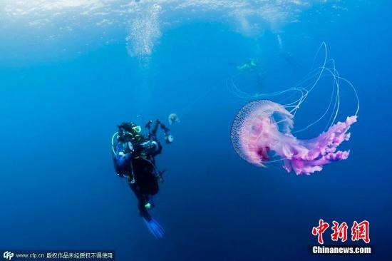 资料图:2015年3月30日消息,在英国,色彩缤纷的水母畅游在苏格兰海域,这些美丽的生物尾部长有危险的刺。紫色和橙色的水母带有精致的卷须,能够伤害其他生物。距离苏格兰海岸50英里的一系列岛屿,是许多美丽又危险的水母的栖息地。南安普顿老练的潜水员、36岁的Matt Doggett2013年7月潜入这里,拍到了这些美丽又危险的生物。图片来源:CFP视觉中国 点击进入下一页